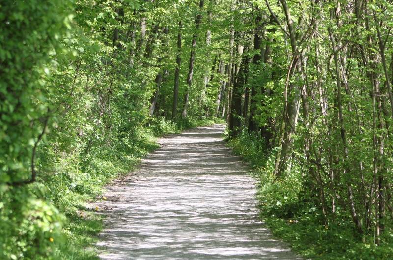 Tobranker Wald im Frühling